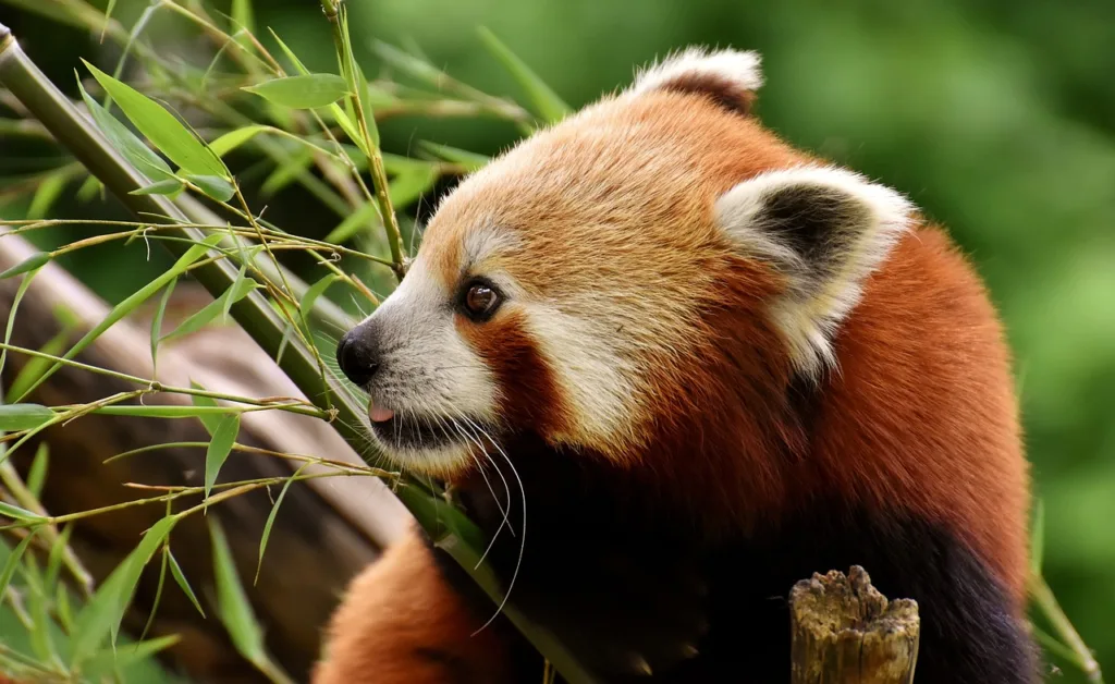 Red panda on a bamboo bush