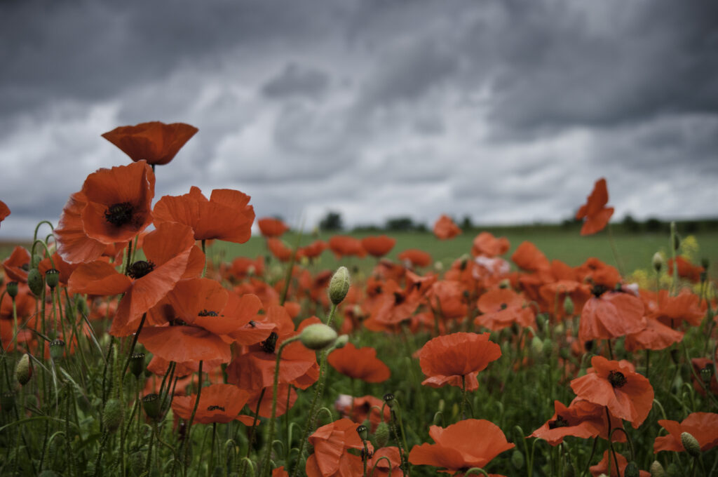 Field of red poppies